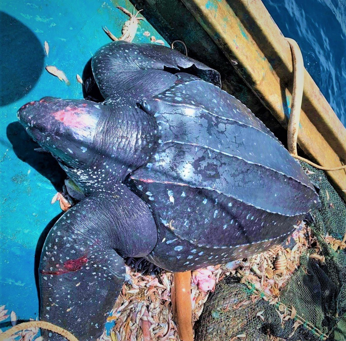 Quảng Nam: Ngư dân thả rùa quý hiếm nặng gần 200kg về lại biển